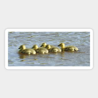 Baby goslings, Canadian Geese, wildlife gifts Sticker